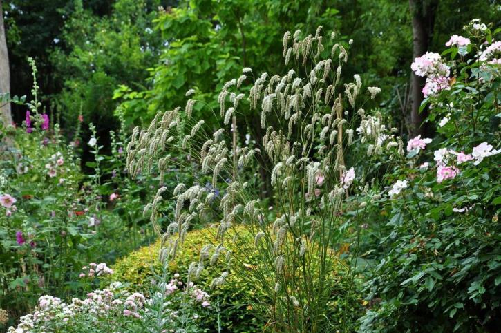 Sanguisorba Tenuifolia Alba (3019)