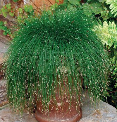 Isolepis Cernua (3024)