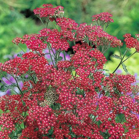 Аchillea Millefolium Сassis (1083)