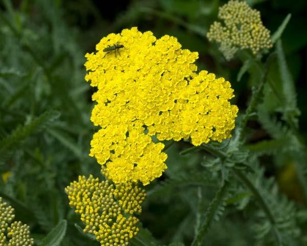 Achillea clypeolata  Yellow (1276)