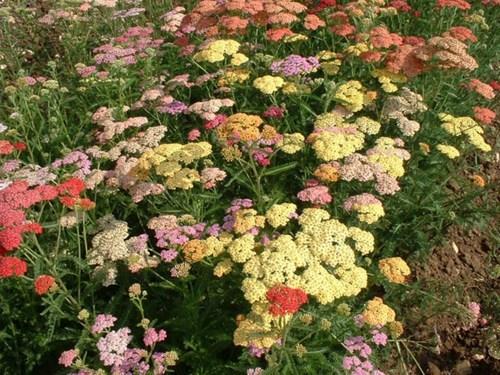 Achillea Millefolium Summer Pastels (1084)