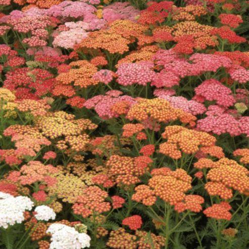 Achillea Millefolium Summer Berries (1085)