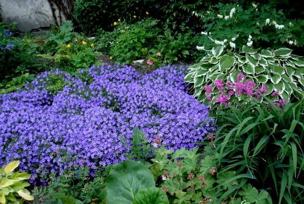 Campanula Muralis - почвопокривна кампанула (1104)