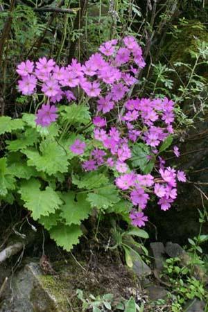 Primula Polyneura (1138)