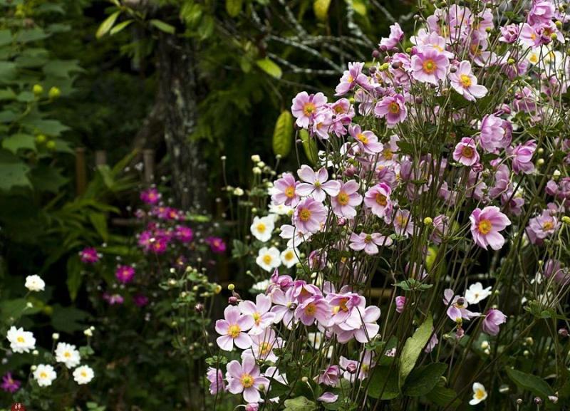 Аnemone Hupehensis Var. Japonica (1005)