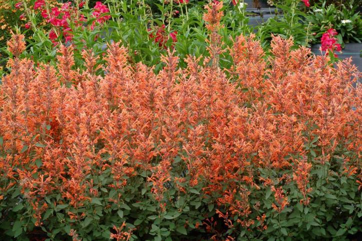 Agastache Tango  (1090)
