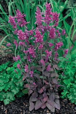 Agastache Cana-Hybr. Bolero (1089)