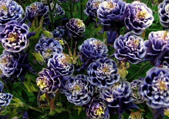 Aquilegia Winky Double Dark Blue White (1093)