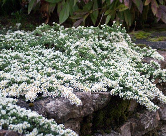 Aster Ericoides Prostratus-Пълзящ Астер (1010)