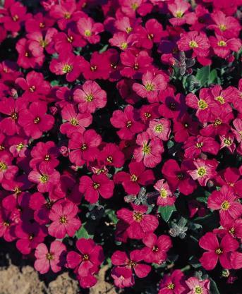 Aubrieta Royal Red (1014)