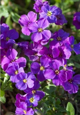 Aubrieta Royal Violet (1013)