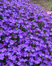 Aubrieta Royal Blue (1015)