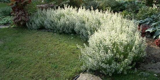 Calamintha Nepeta Ssp. Nepeta White Cloud Strain-Каламинта ,Кочобилково миризливче (1020)