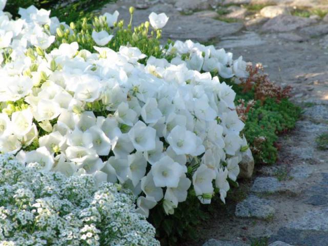Campanula Carpatica Rapido White (1097)