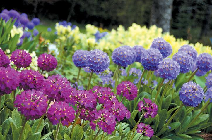 Primula Denticulata (1145)