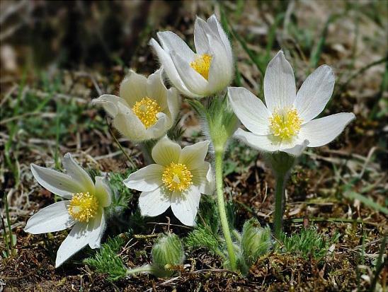 Pulsatilla Vulgaris  White- пулсатила бяла (1074)