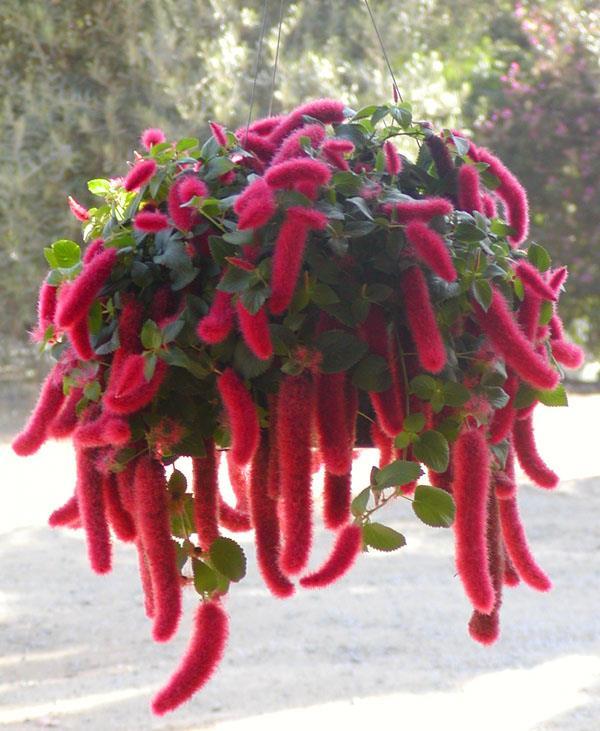 Acalypha Pendula - акалифа висяща, котешка опашка (002)