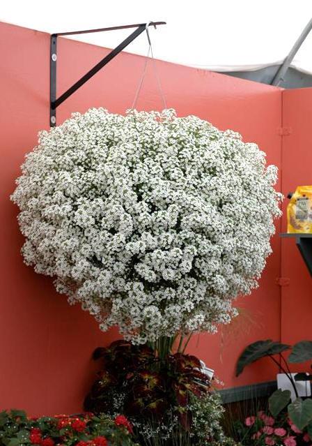 Alyssum Snow Princess (082)