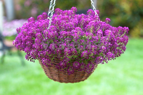 Alyssum Clear Crystal Purple (080)