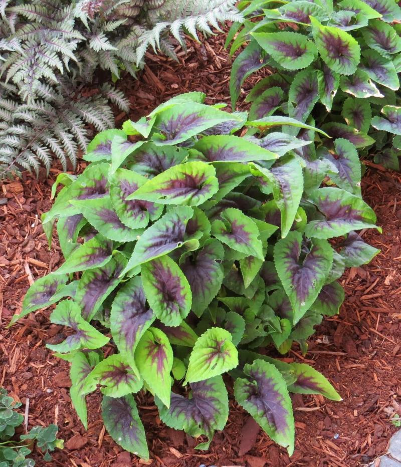 Viola Heartthrob (1182)