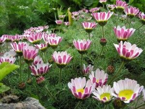 Anacyclus Depressus Spring Carpet (1003)