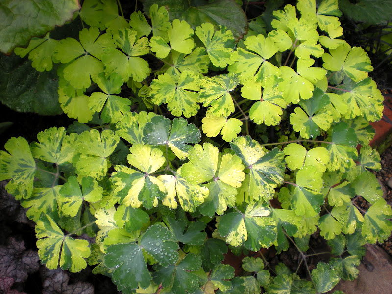 Aquilegia woodside (1215)