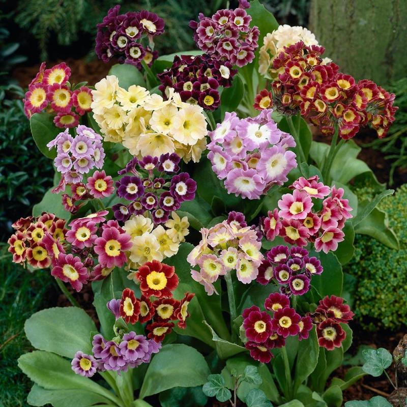 Primula Auricula (1137-1)