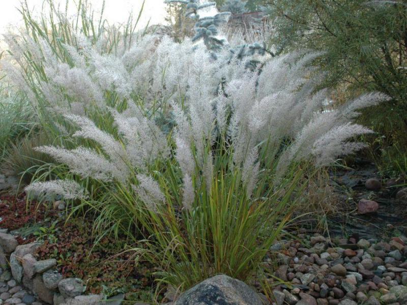 Calamagrostis Brachytricha (3042)