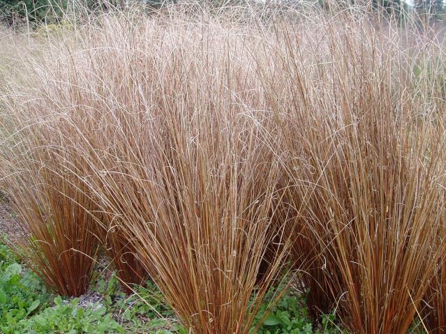 Carex Buchananii Firefox (3046)