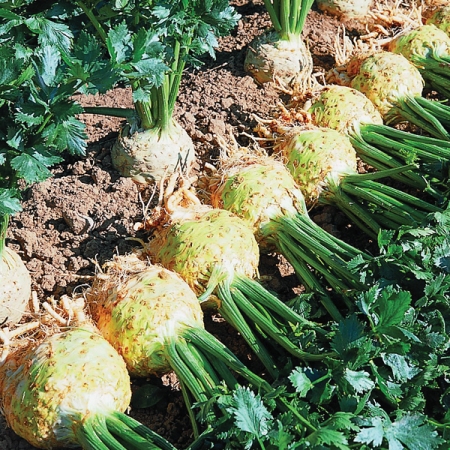 Целина главеста Голиат (7014)