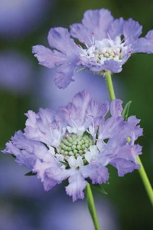 Scabiosa caucasia  Fama  Blue-скабиоза Фама, едроцветна синя (1245)