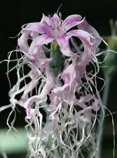 Dianthus X Isensis Dancing Geisha (1028)