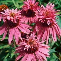 Echinacea purpurea Double Decker- ехинацея пурпуреа двойна (1241)
