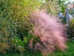 image Декоративни треви (3001-3055)