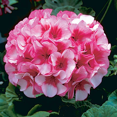 Geranium F1 Maverick Star (5011)