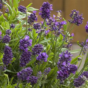 Lavandula mini blue -мини лавандула (1235)
