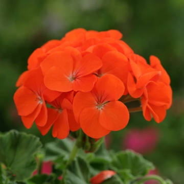 Geranium F1 Horizon Orange (5019)