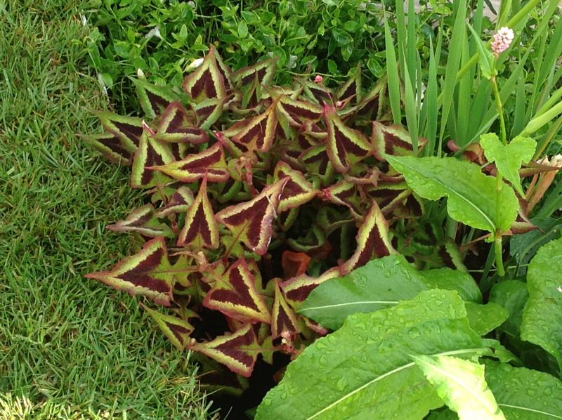 Polygonum runcinata -полигонум, персикария  (1251)