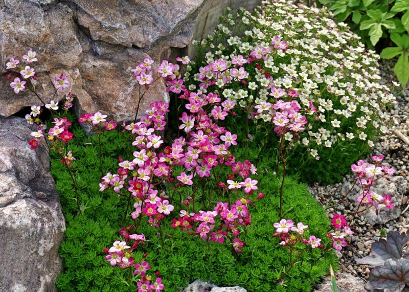 Saxifraga Arendsii- саксифрага, каменоломка (1253)