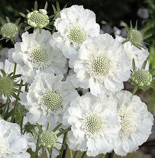 Scabiosa caucasia  Fama White -Скабиоза Фама едроцветна бяла (1246)