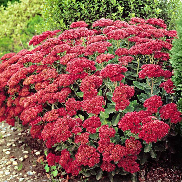 Sedum spectabile  -седум, дебелец, Дебела Мара (1258)