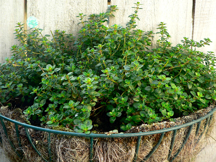 Градинска мащерка- Thymus vulgaris (7022)