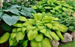 image  Хости  НОВО!