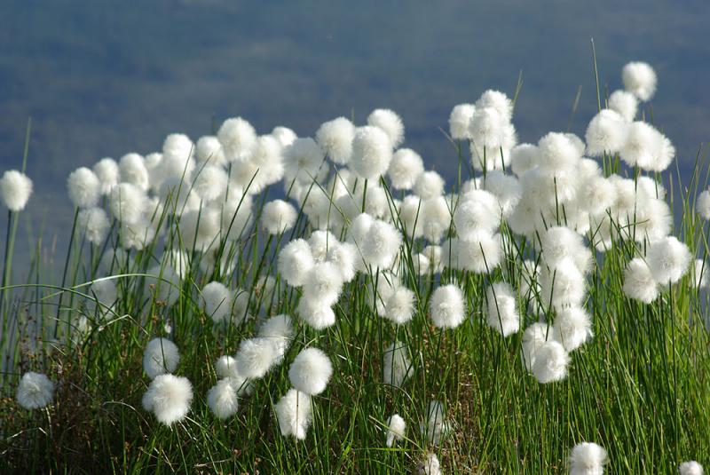 Eriophorum Angustifolium - ериофорум, Теснолистна пушица (3016)